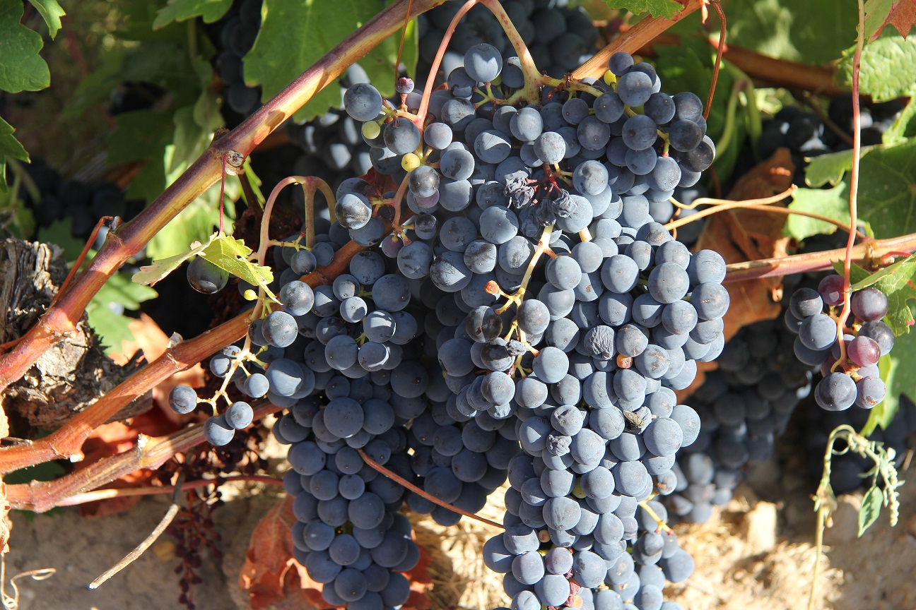 Racimos de uva en un viñedo castellano-leonés. Efeagro/Ginés Mena