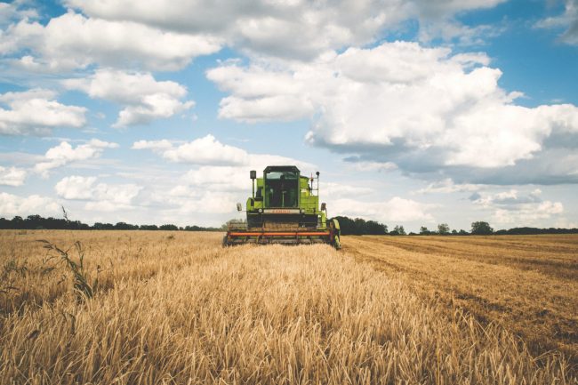 Un tractor ara un campo de cultivo de trigo.