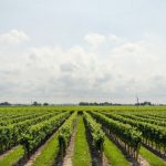 Viñedos. Efeagro/Pexels