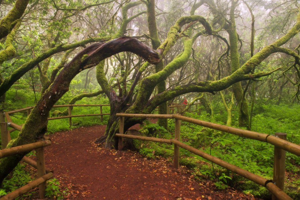 Bosque 'El Cedro', Parque Nacional de Garajonay (La Gomera). Foto. Cedida por Turismo Canarias