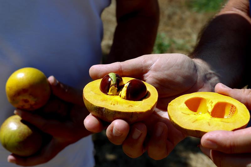 Imagen de una pieza de lúcuma, una fruta peruana conocida como "Oro de los Incas". Foto: EFE/Isabel Díaz