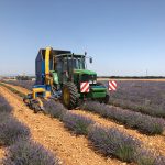 Una máquina cosecha lavanda. Efeagro/Anipam/Juanjo de Lope
