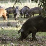 Imagen de archivo de cerdos ibéricos puros (de color negro) y cerdo ibéricos cruzados con la raza duroc-jersey (de color rojizo), que pastan en las dehesas de Espeja (Salamanca). Foto: EFE/Carlos García.