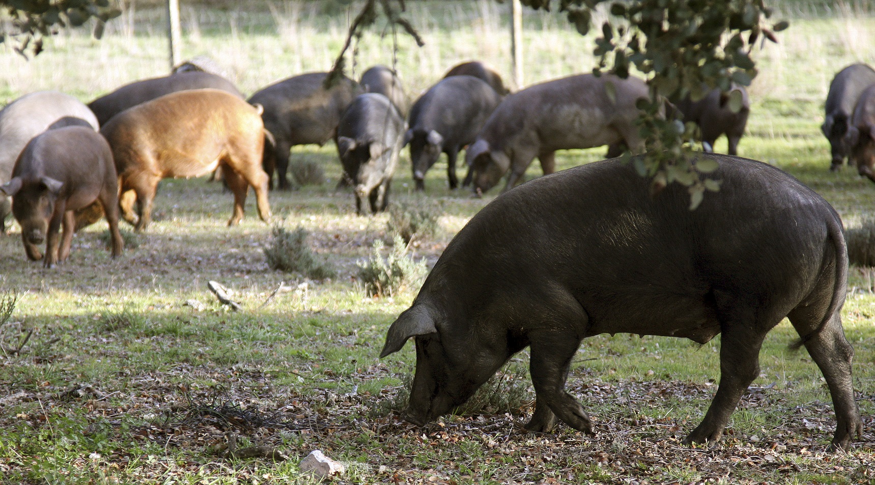 Imagen de archivo de cerdos ibéricos puros (de color negro) y cerdo ibéricos cruzados con la raza duroc-jersey (de color rojizo), que pastan en las dehesas de Espeja (Salamanca). Foto: EFE/Carlos García.