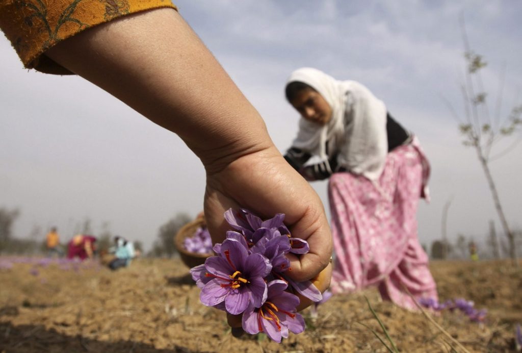 Cultivadores cachemiros recolectan flores del azafrán en Pampore, al sur de Srinagar (India). Foto: EFE/Farooq Khan