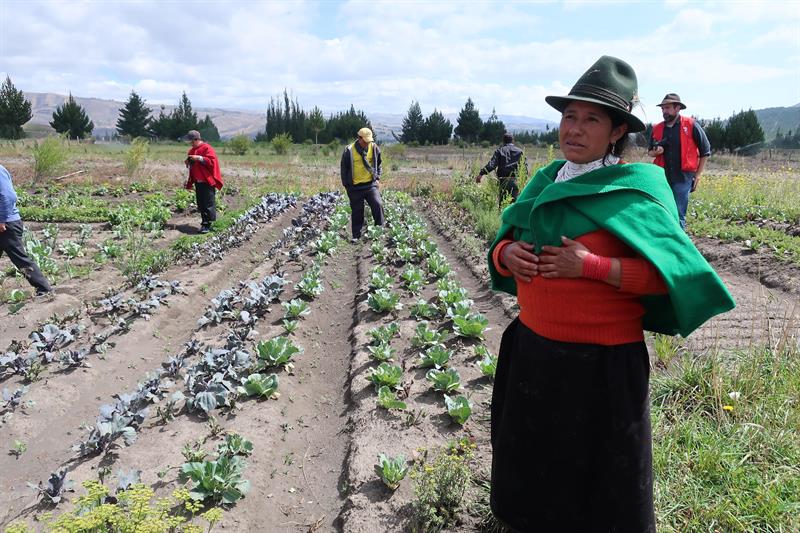 Una campesina presentando su cultivo beneficiado por sistema de riego en la comunidad de Nutiluisa, en la zona de Palmira (Ecuador). Foto: EFE/Nathalie Jiménez