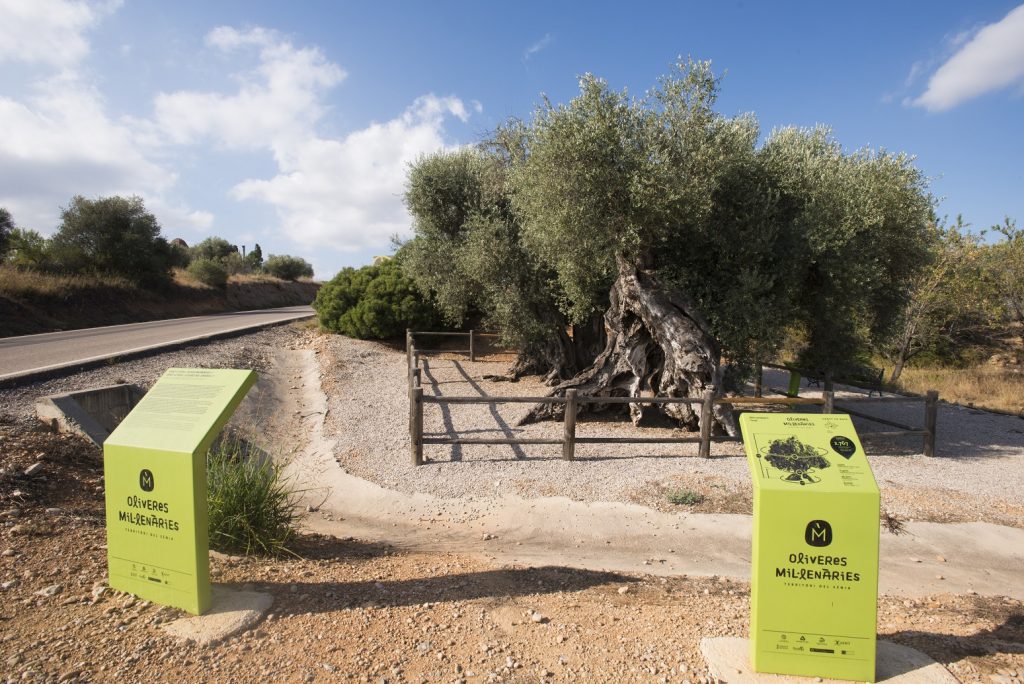 Uno de los olivos milenarios rodeado de paneles informativos. EFEAGRO/Cedida por la Diputación de Castellón.