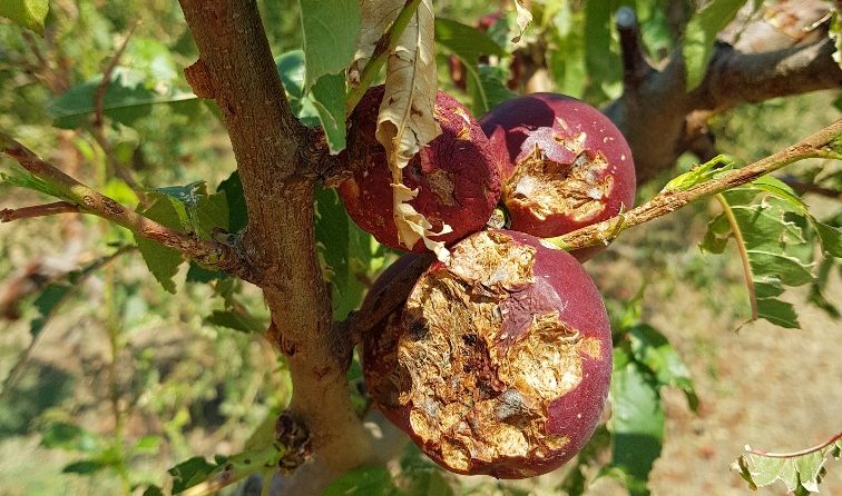 Fruta en árbol afectada por pedrisco. Efeagro/Agroseguro