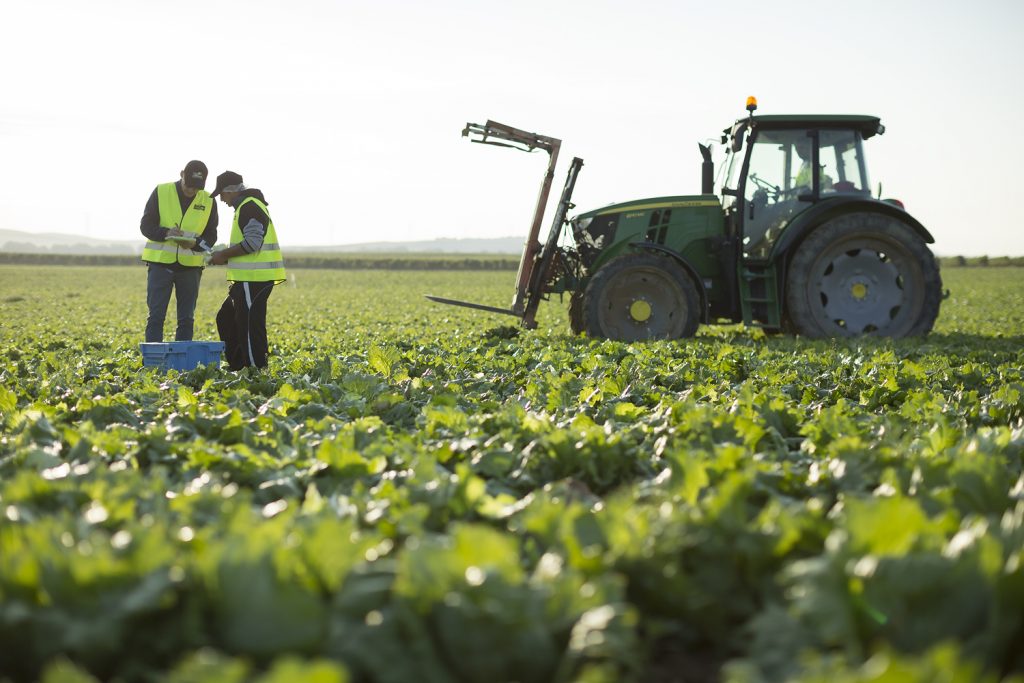 Campos de lechuga en Murcia. Efeagro/Florette