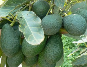 Aguacates en un árbol. Efeagro/COAG