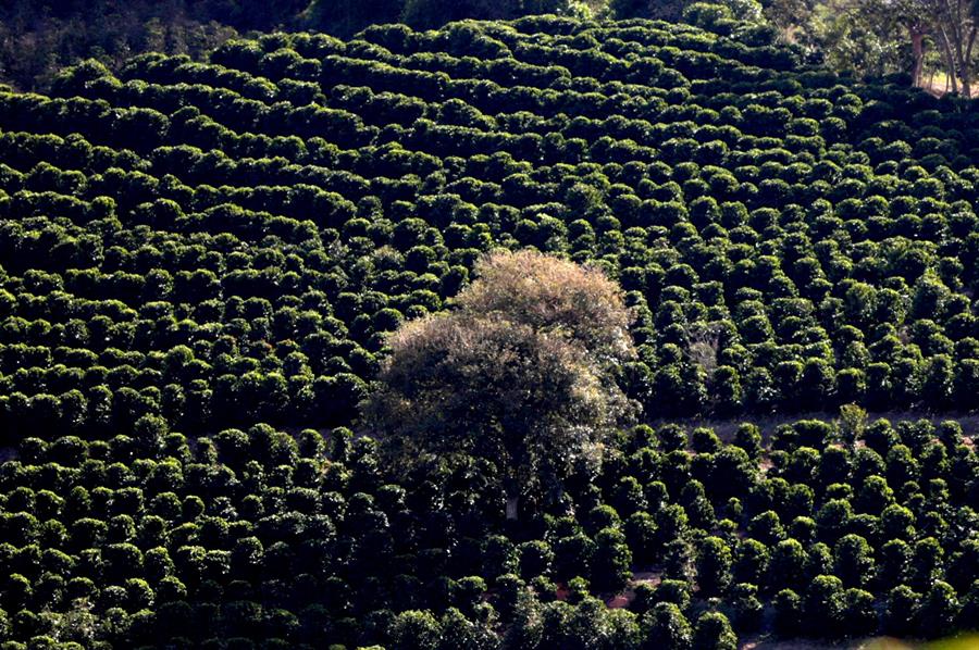 Plantación de café en el estado brasileño de Minas Gerais (Brasil). Efeagro/Fernando Bizerra Jr