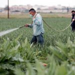 Trabajo agrícola en una finca valenciana. Efeagro/Kai Försterling