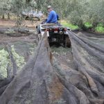 Trabajador del campo en un olivar. Efeagro