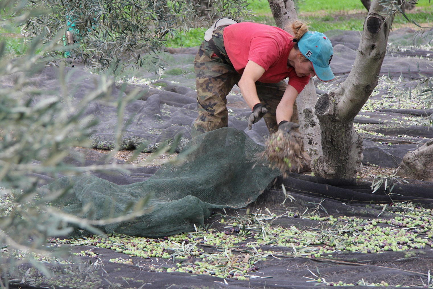Trabajadora del campo recogiendo aceitunas. Foto: EFEAGRO