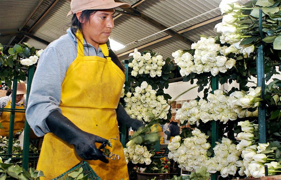 Una trabajadora seleccionando rosas de exportación en una plantación de Tabacundo (Ecuador). Efeagro/Guillermo Legaria