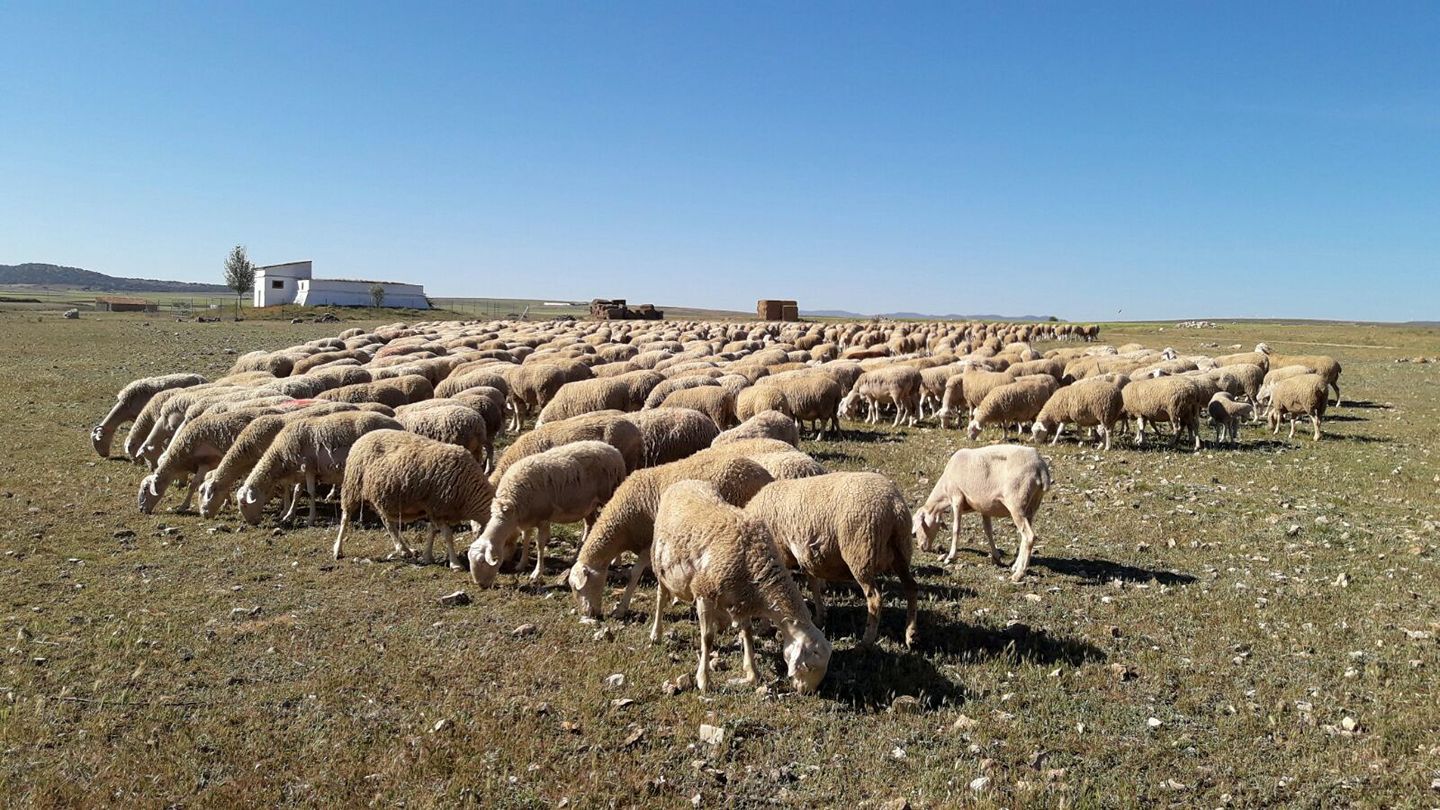 Ovejas del pastor Amador Lizama. Efeagro/A