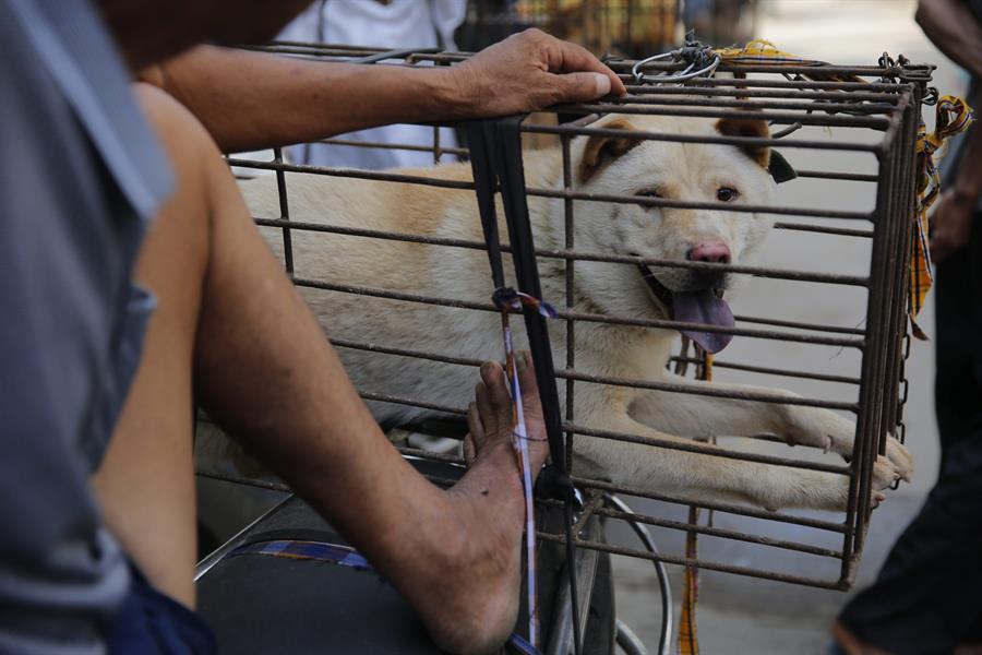 Un perro metido en una jaula en un mercado de la ciudad de Yulin (China). Efeagro/Wu Hong