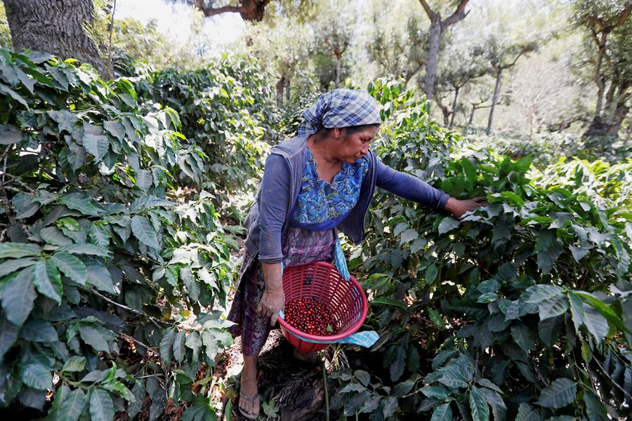 Una mujer recolecta café en una finca de Guatemala. Efeagro/Esteban Biba