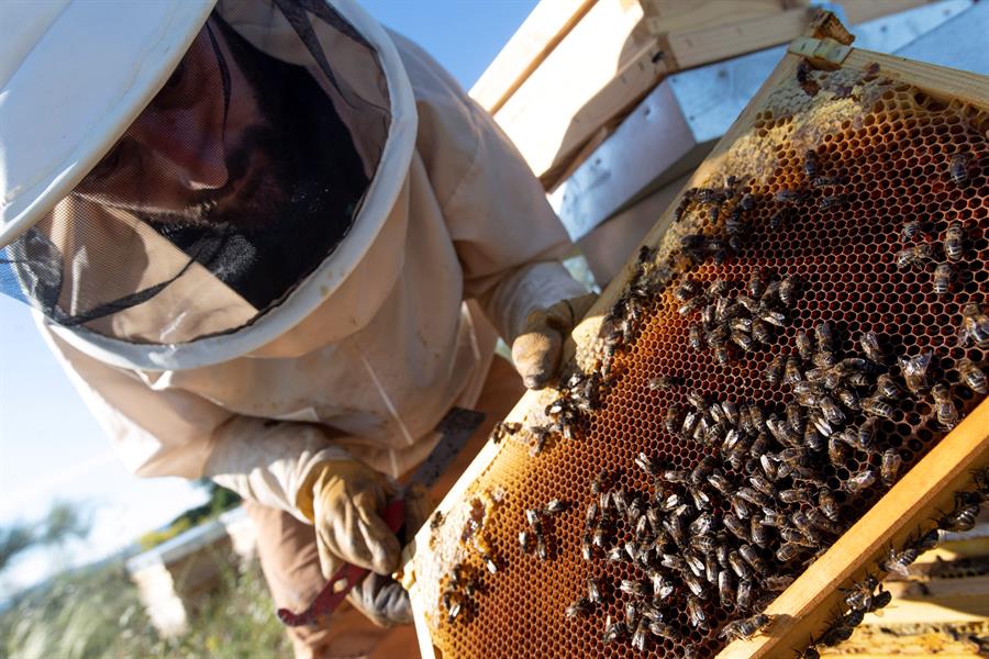 Un apicultor recoge miel de sus colmenas en una finca de Toledo. Efeagro/Ismael Herrero