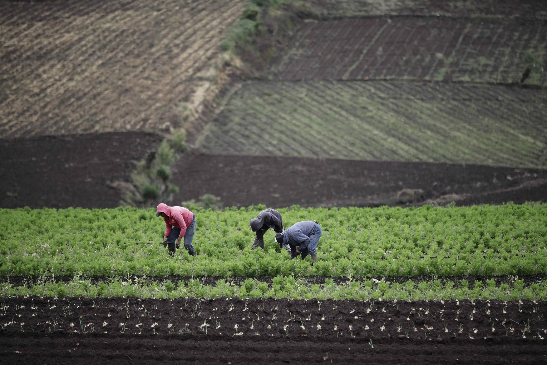 Varios campesinos trabajan en sus parcelas, situadas al este de San José (Costa Rica). Efeagro/ Jeffrey Arguedas