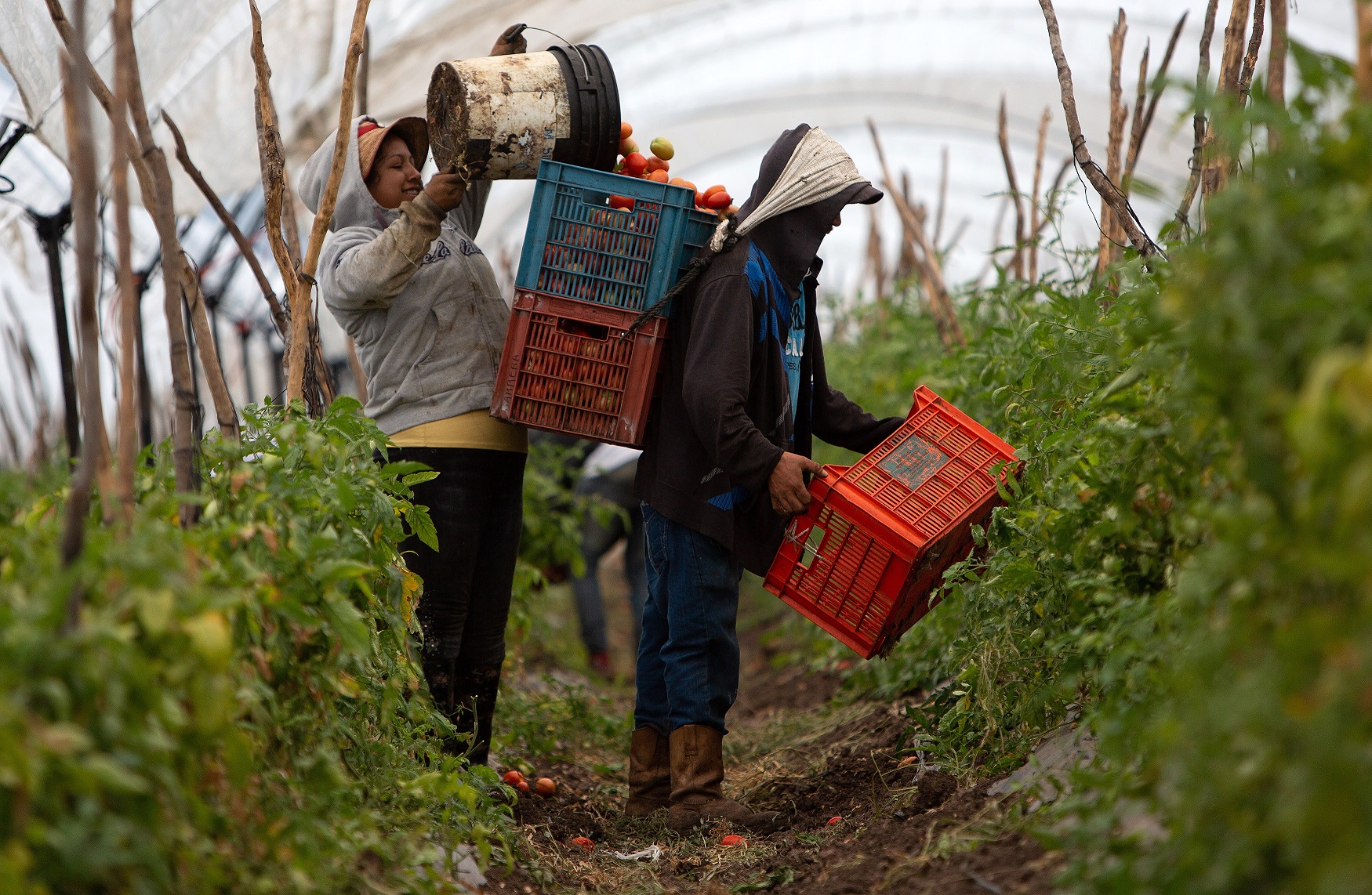 Campesinos mexicanos trabajando en la cosecha de tomate en el municipio de Tarimbaro. Efeagro/ Luis Enrique Granados