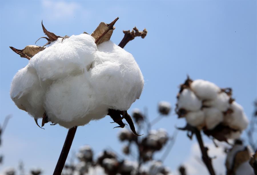Cultivo de algodón genéticamente modificado, en Rodanillo, Valle (Colombia). Efeagro/Juan Carlos Quintero