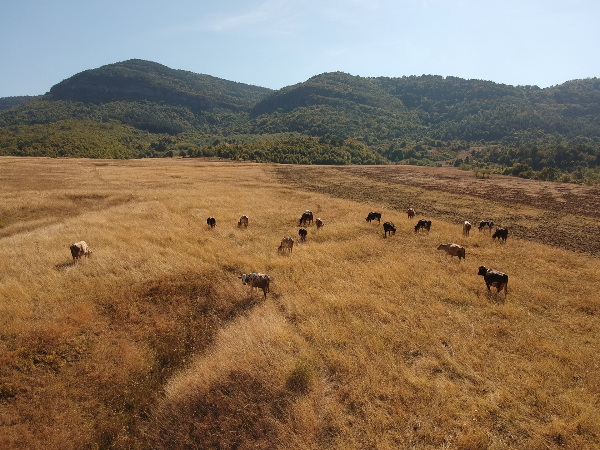Un grupo de vacas pastando en una finca en extensivo. Efeagro/LL&C