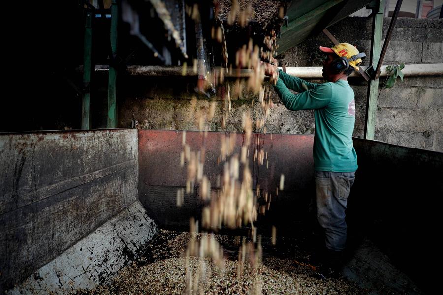 Un agricultor mientras prepara el grano de café, en Brasil. Efeagro/Fernando Bizerra Jr.
