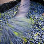 Endrinas para la elaboración de Pacharán