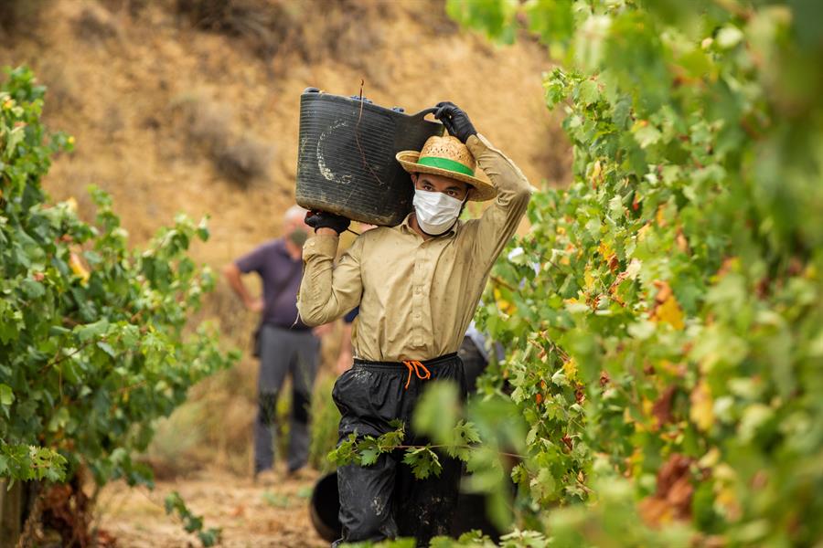 Un inmigrante participa en la vendimia en la Rioja Alavesa. Efeagro/David Aguilar