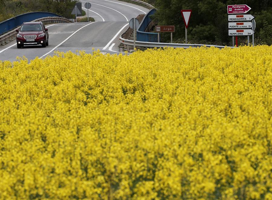 Un coche circula por la carretera en Navarra junto a unos campos de colza con un intenso color amarillo. Efeagro/Jesús Diges
