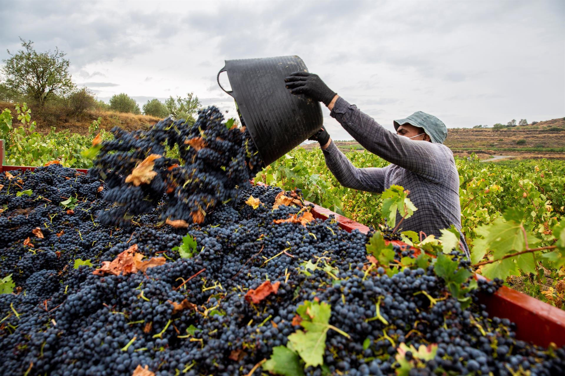 Un temporero trabaja en la vendimia en la Rioja Alavesa. Efeagro/David Aguilar