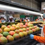 Proceso productivo en Trops. Efeagro/Daniel Luque