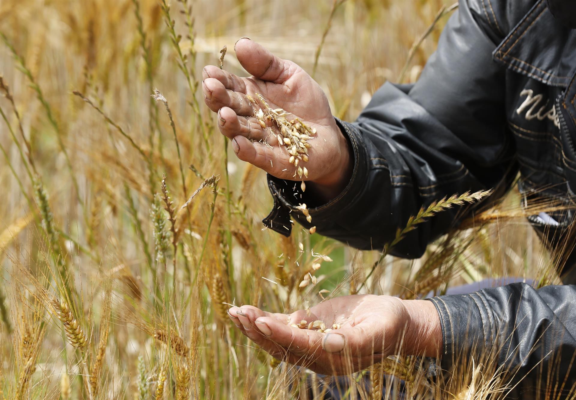 Un agricultor muestra semillas de trigo. Efeagro/Mauricio Dueñas Castañeda
