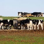 Vacas lecheras en la provincia de Córdoba. EFE/Salas