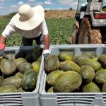 Un trabajador agrícola en Murci. Efeagro