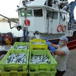 Pescadores desembarcan bocarte (anchoa) en el puerto de Santoña (Cantabria). Efeagro/Miguel Ramos