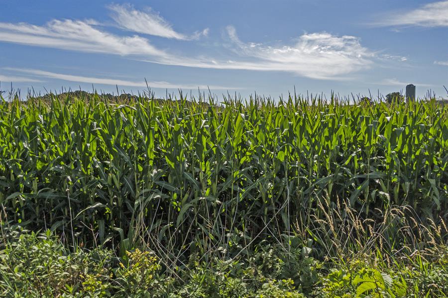 Cultivo de maíz en Estados Unidos. Efeagro/EPA/Tannen Maury