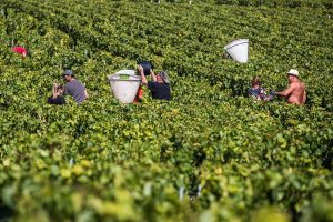 Vendimia en Chablis (Francia). Efeagro/EPA/Christophe Petit Tesson