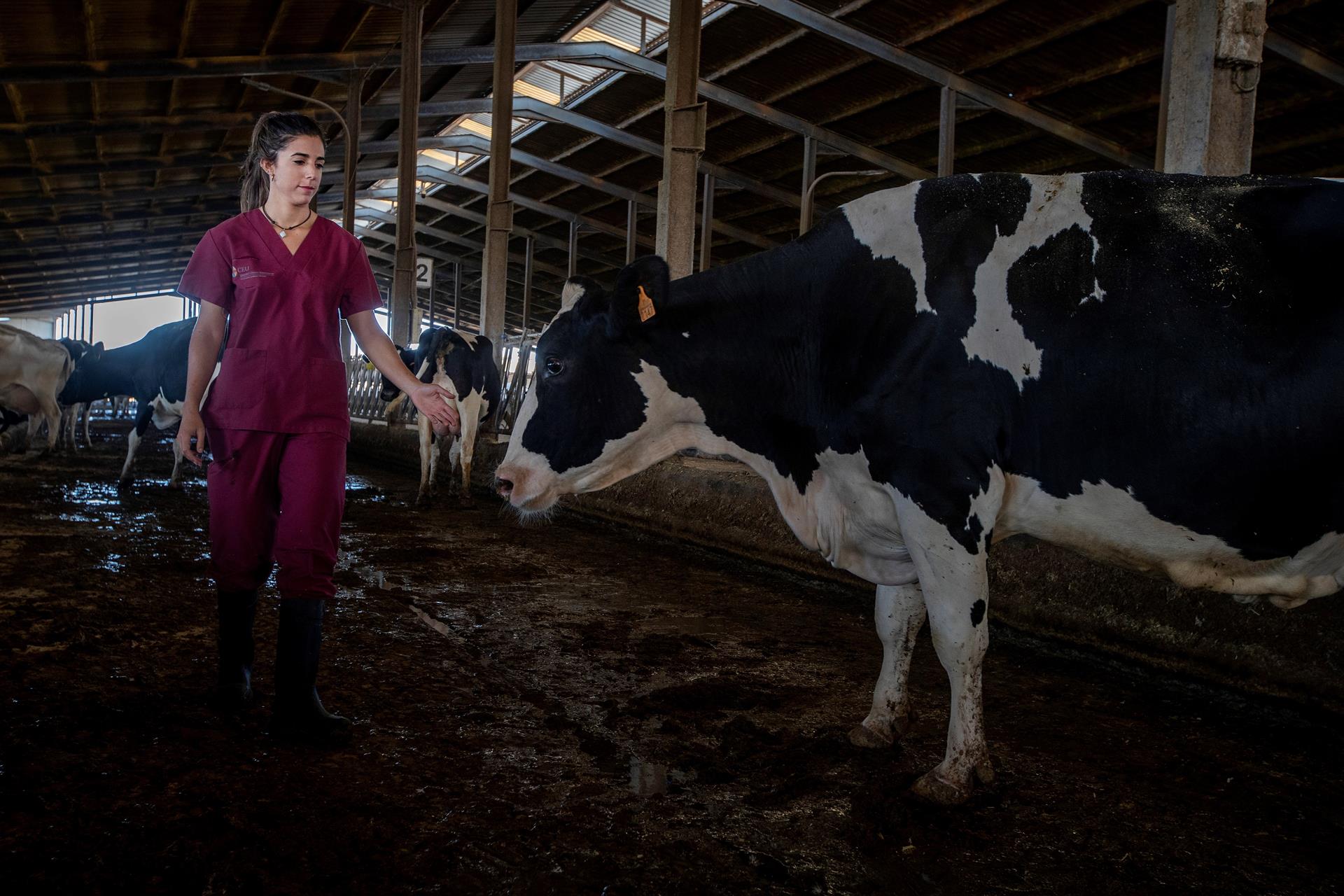 Una veterinaria entre las vacas de una ganadería de vacuno lechero en Jerez de la Frontera (Cádiz). Efeagro/Román Ríos