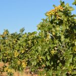 Cultivo de pistacho ecológico. Efeagro/Iberopistacho