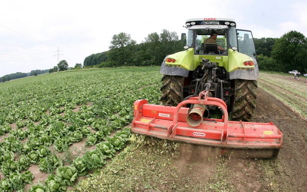 Un agricultor retira lechugas de una huerta en Alemania. Efeagro/Julian Stratenschulte