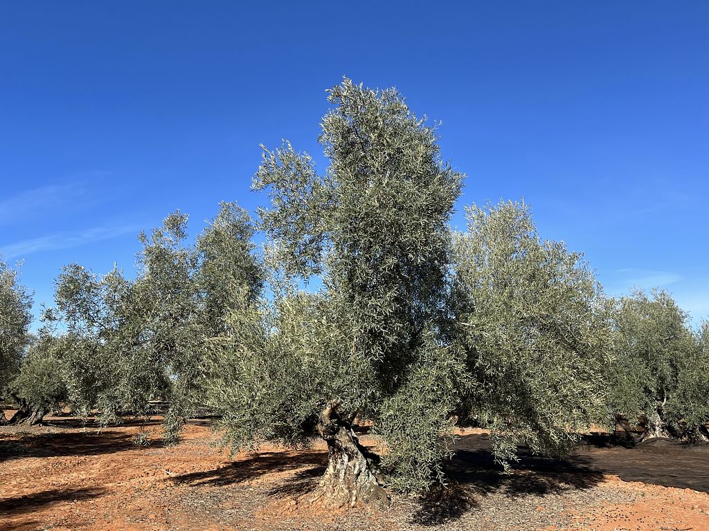 Renovarse o morir, el olivarero tradicional ante el desafío de ser rentable  - EFEAgro