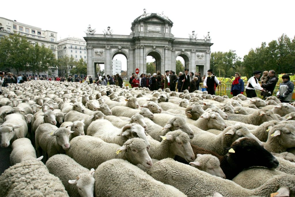 Las ovejas trashumantes cruzan las principales calles de Madrid. Archivo. EFE/Alberto Martín.