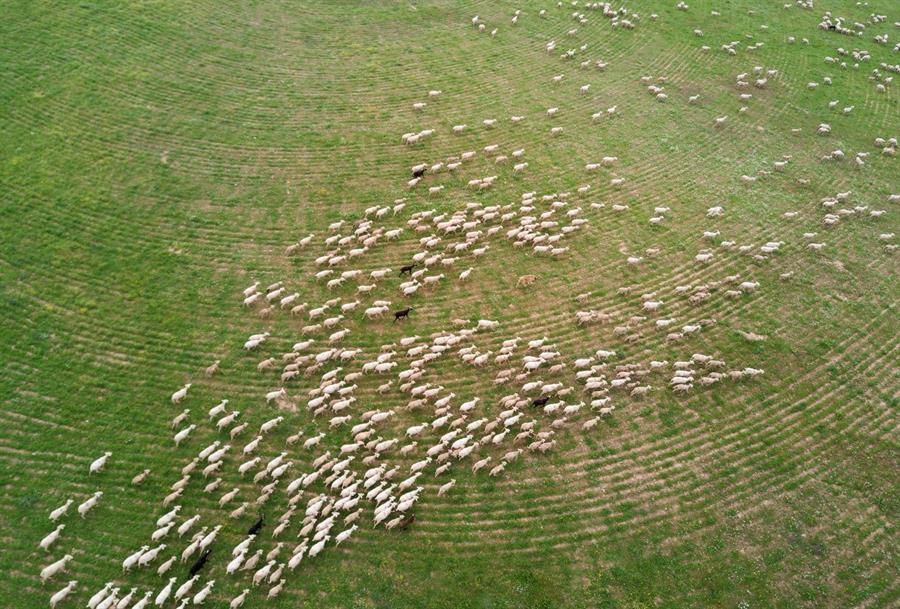 Imagen aérea de una extensión en la que pasta ganado extensivo. Efeagro
