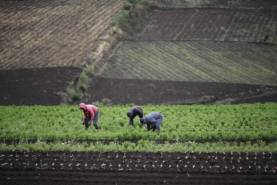 Agricultores en una plantación. Efeagro/Jeffrey Arguedas