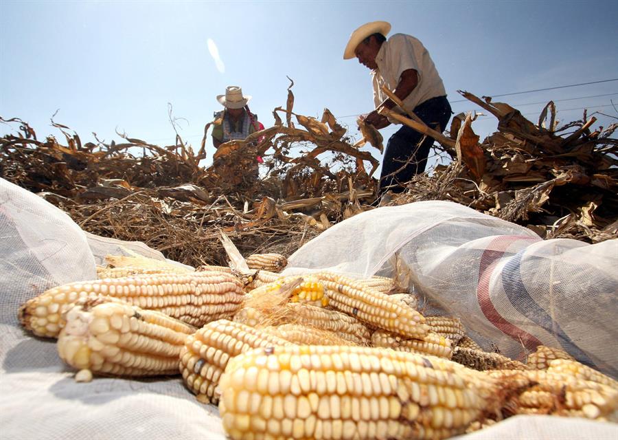 Agricultores mexicanos recolectan maíz. Efeagro/Ulises Ruiz