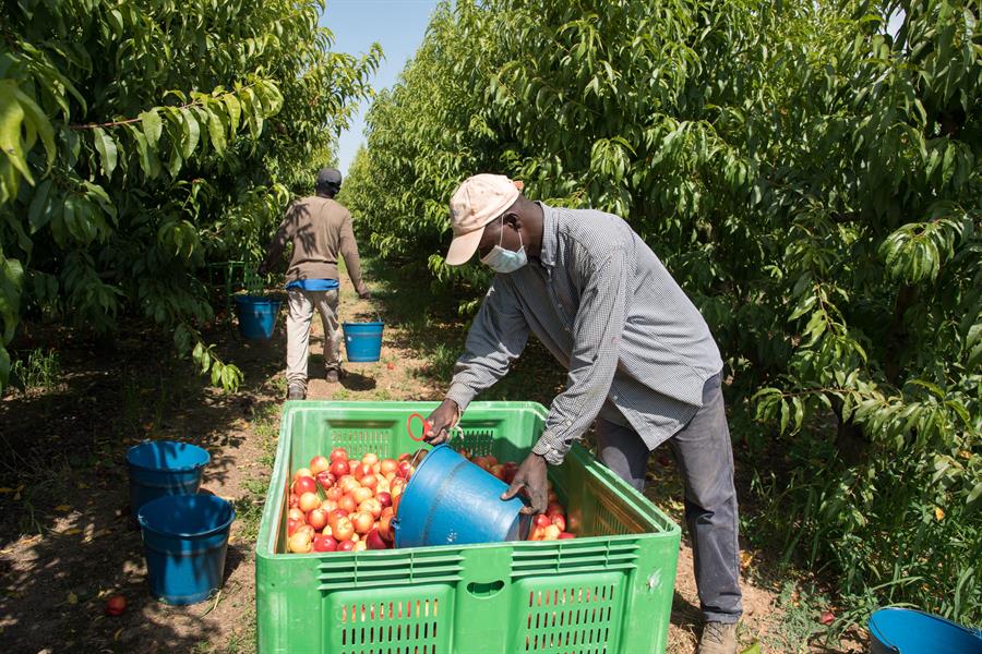 Un temporero trabaja en la recolección de fruta en un campo de Alcarràs (Lleida). Efeagro/Ramon Gabriel