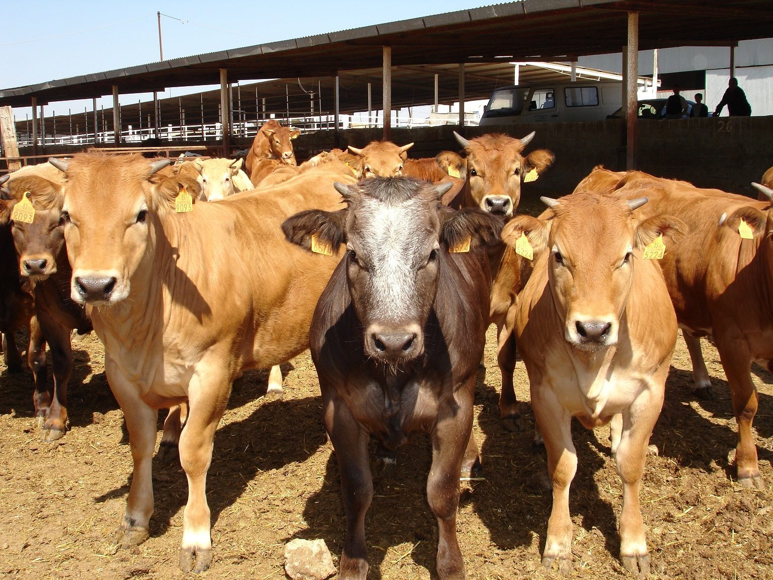 Vacuno de Carne. Aumenta la venta de terneros para cebo. Foto: Asoprovac.