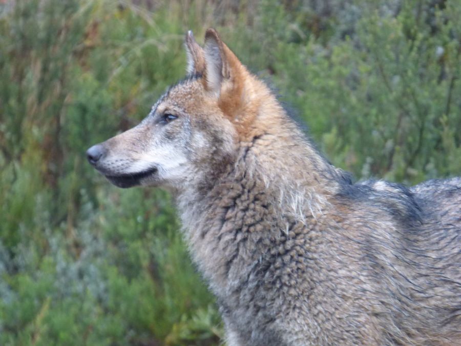 Lobo ibérico en la Sierra de la Culebra. Efeagro/Llobu
